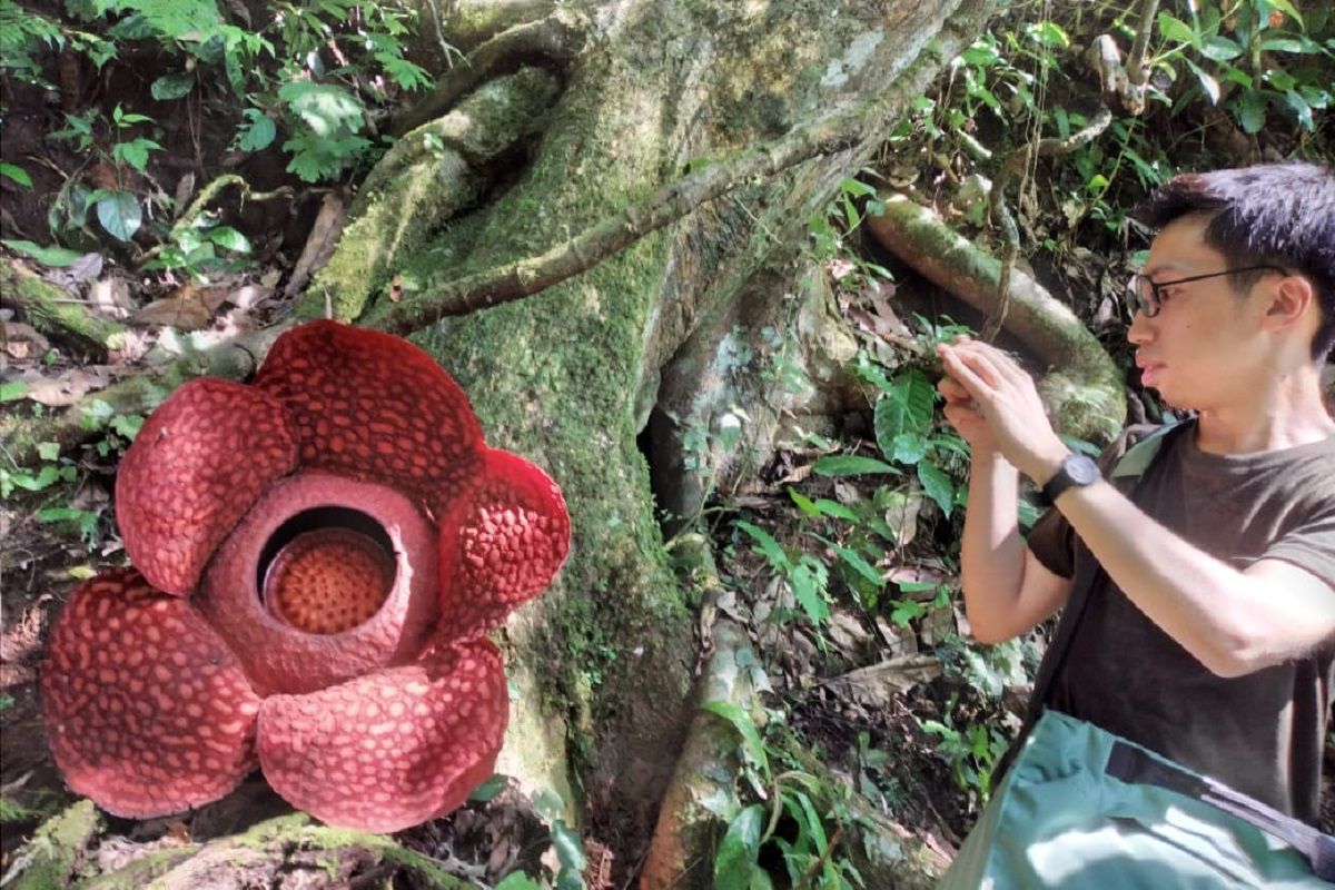 Ratusan wisatawan mancanegara kunjungi bunga rafflesia di Palupuh Agam