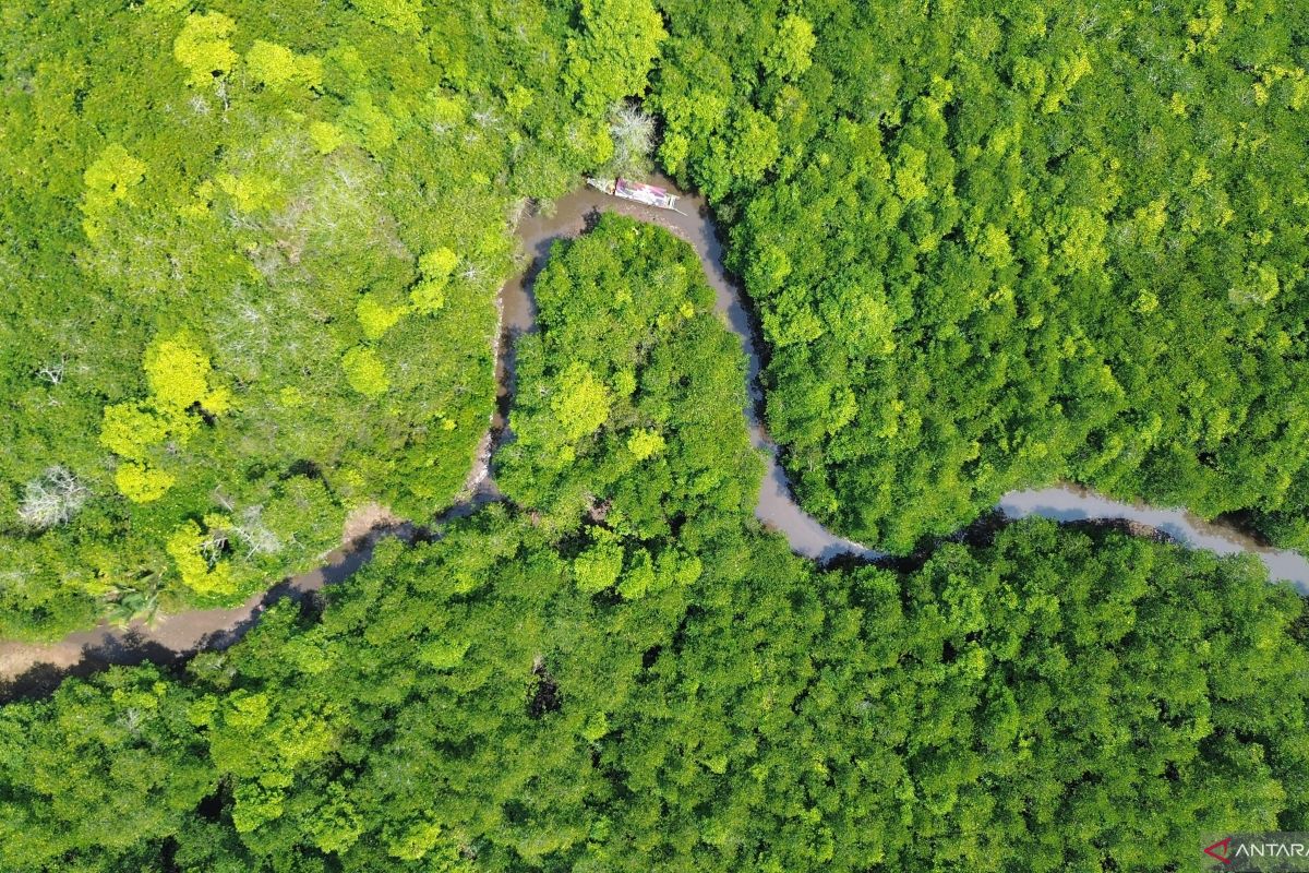 Jokowi: hutan bakau RI serap karbon lebih baik dari hutan tropis