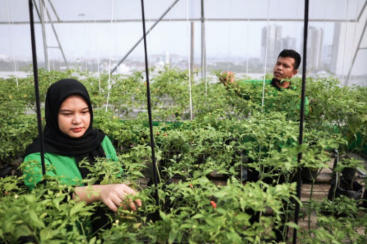 Pasar Mayestik manfaatkan atap bangunan untuk "urban farming'