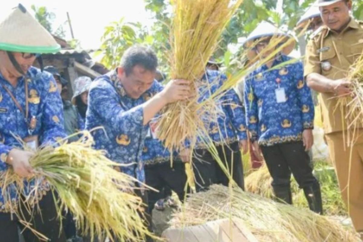 Pemkab Purwakarta optimistis bisa capai target produksi padi tahun ini