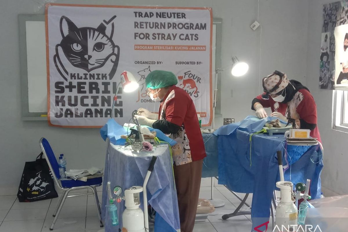 Jakarta Barat lakukan sterilisasi pada seribu lebih kucing