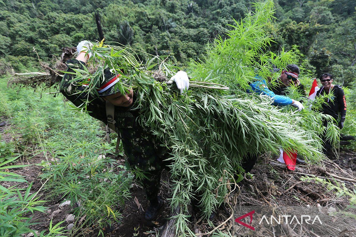 BNN musnahkan 10 ribu batang ganja di Aceh