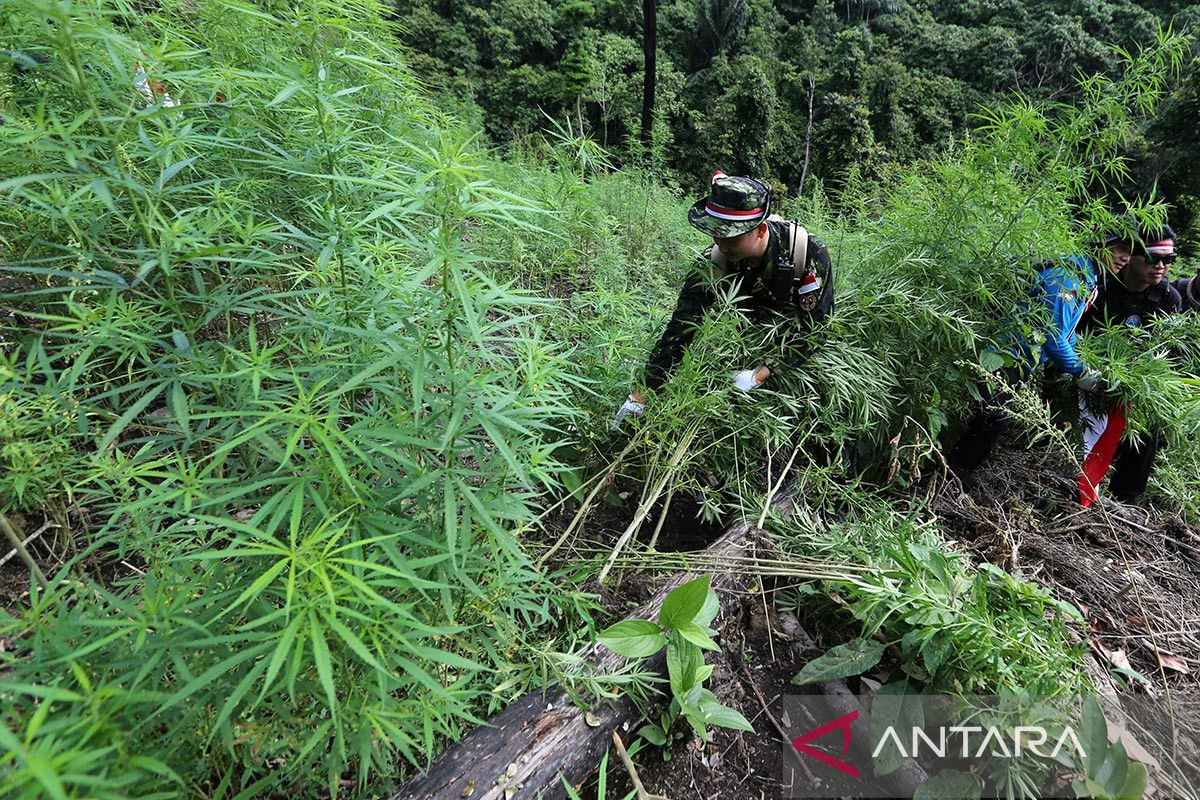 FOTO - Pemusnahan tanaman ganja di Pegunungan Aceh Besar