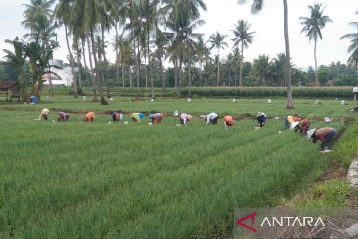 Petani dorong Pemkab Situbondo bangun pasar bawang