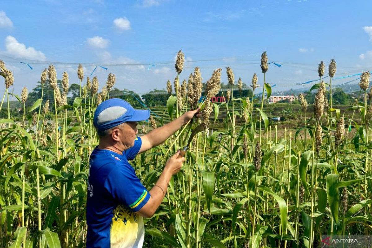 Pemkot Bandung kembangkan sorgum guna topang ketahanan pangan