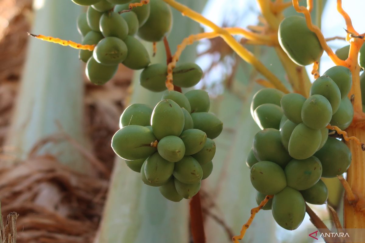 Ini manfaat makan dua buah kurma setiap hari