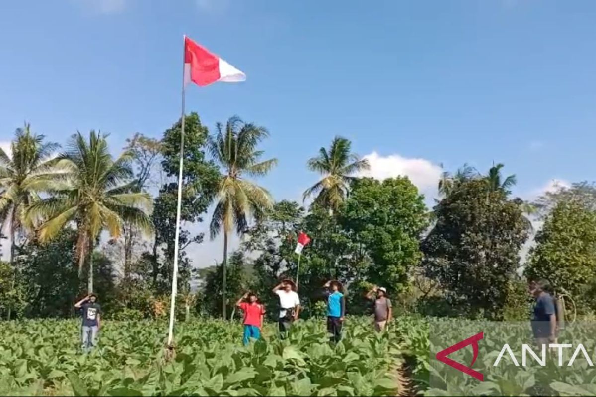 Petani Jember kibarkan Merah Putih di lahan pertanian