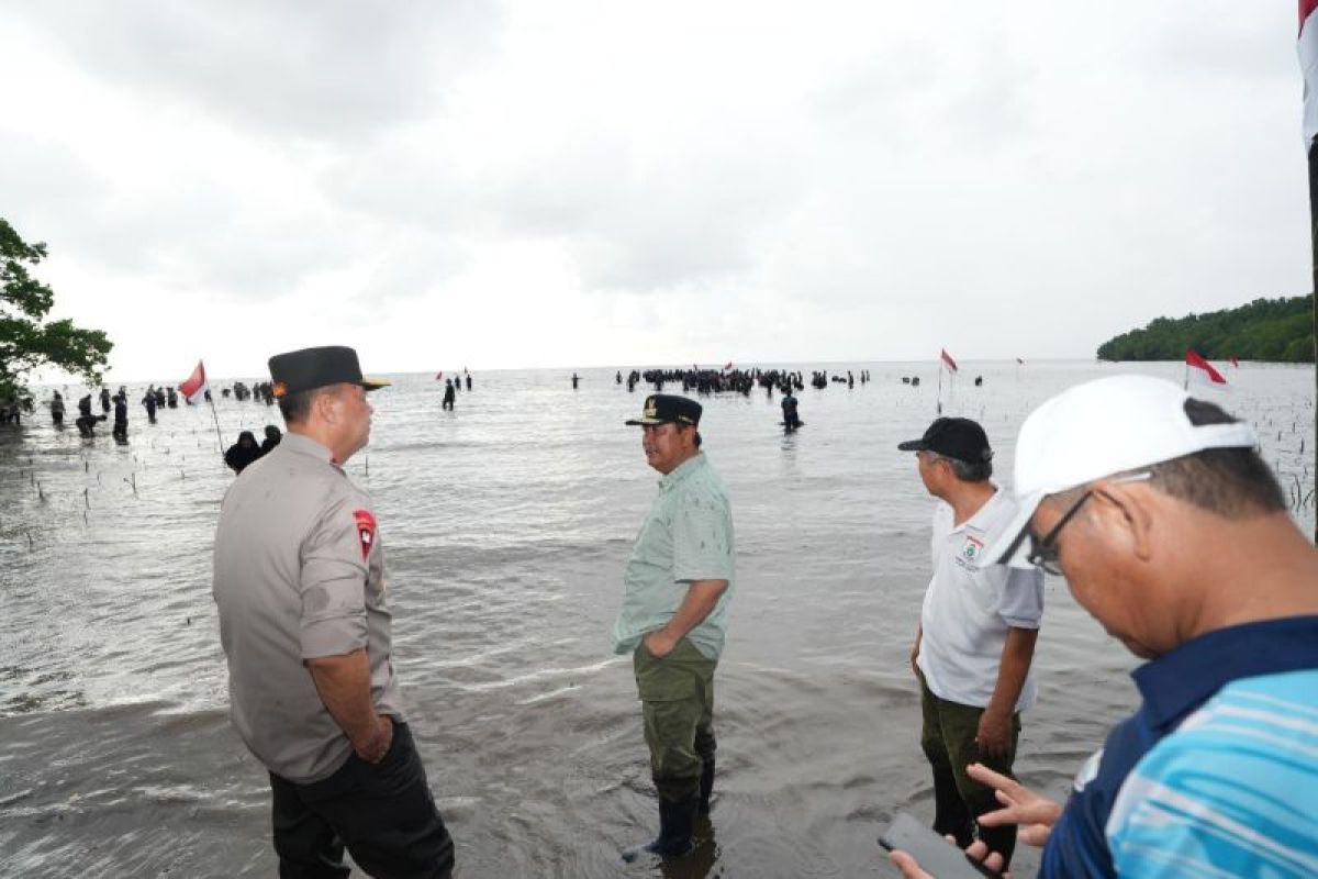 Pemprov Sulbar tanam 20 ribu mangrove di Mamuju