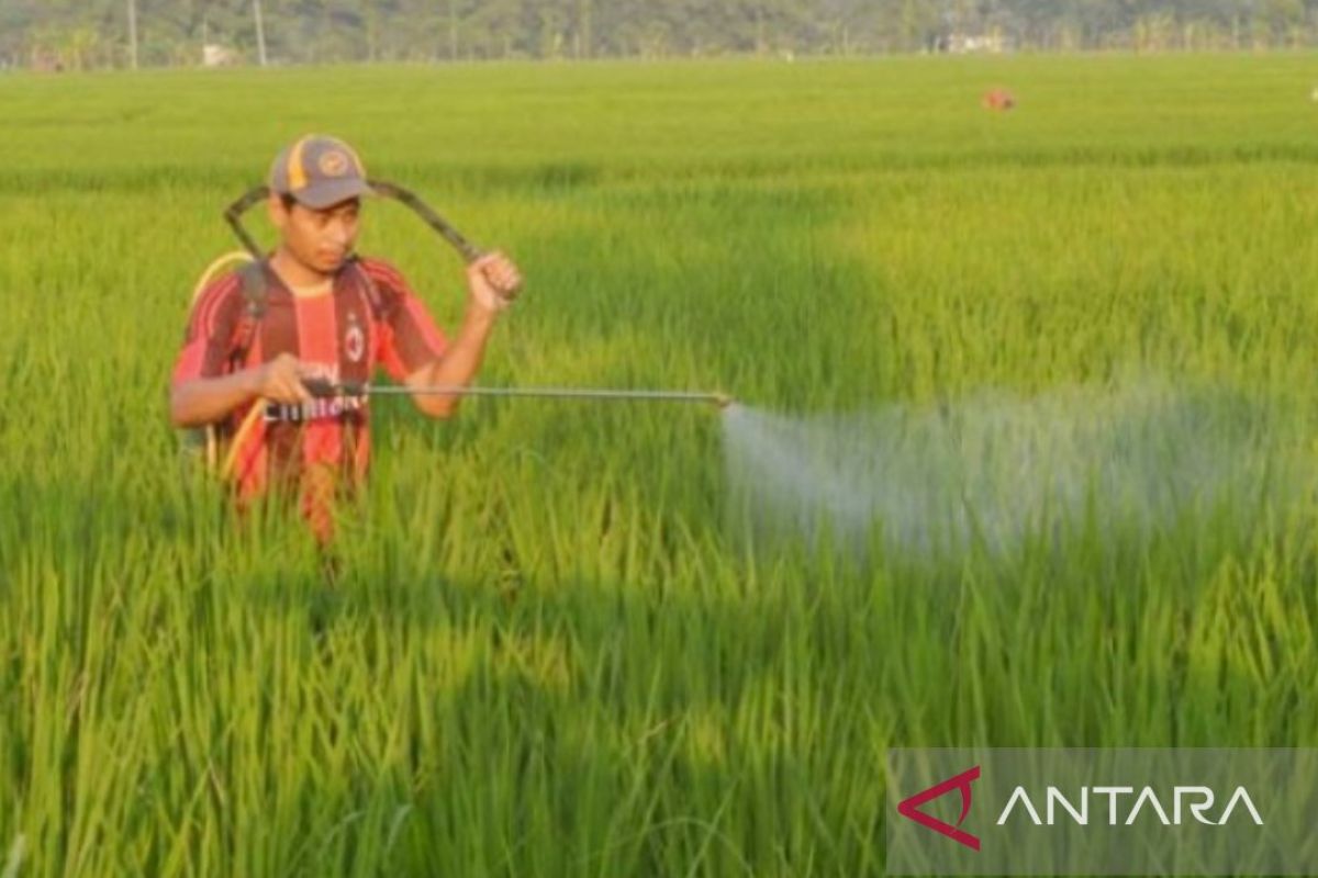 Produksi padi di Karawang sempat turun akibat serangan hama