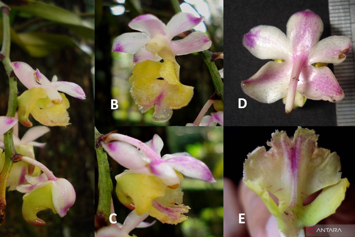 Ada anggrek spesies baru endemik Indonesia