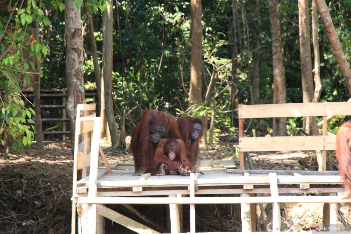 Pursuing harmony between humans and orangutans in Kalimantan