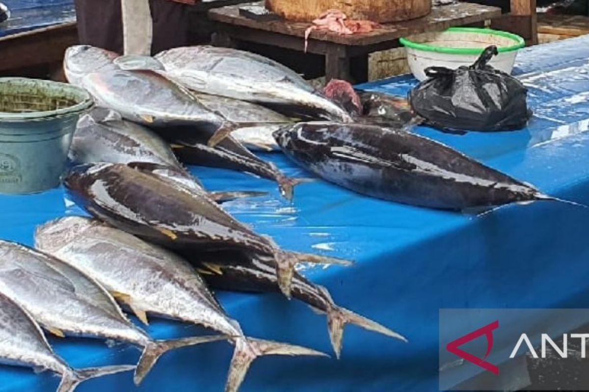 Produksi ikan tuna di Jayapura capai 45 ton setahun