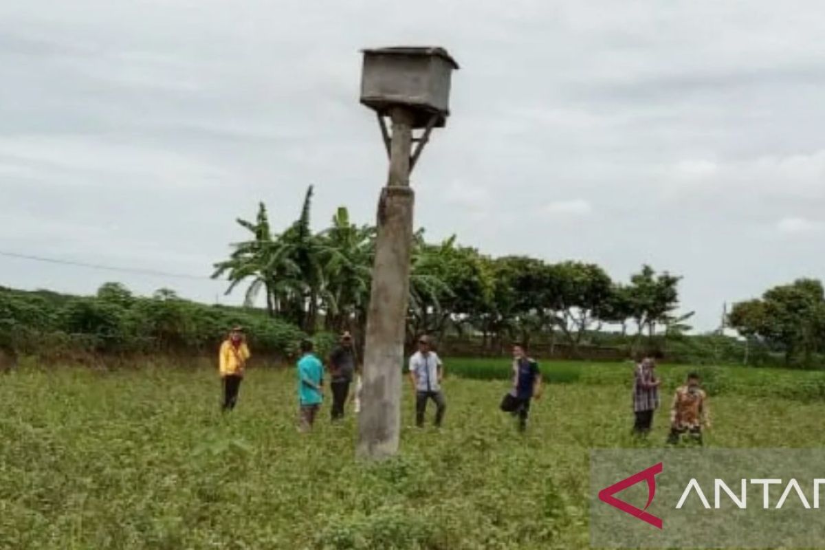 Hama tikus menyerang, burung hantu pun diundang ke areal sawah