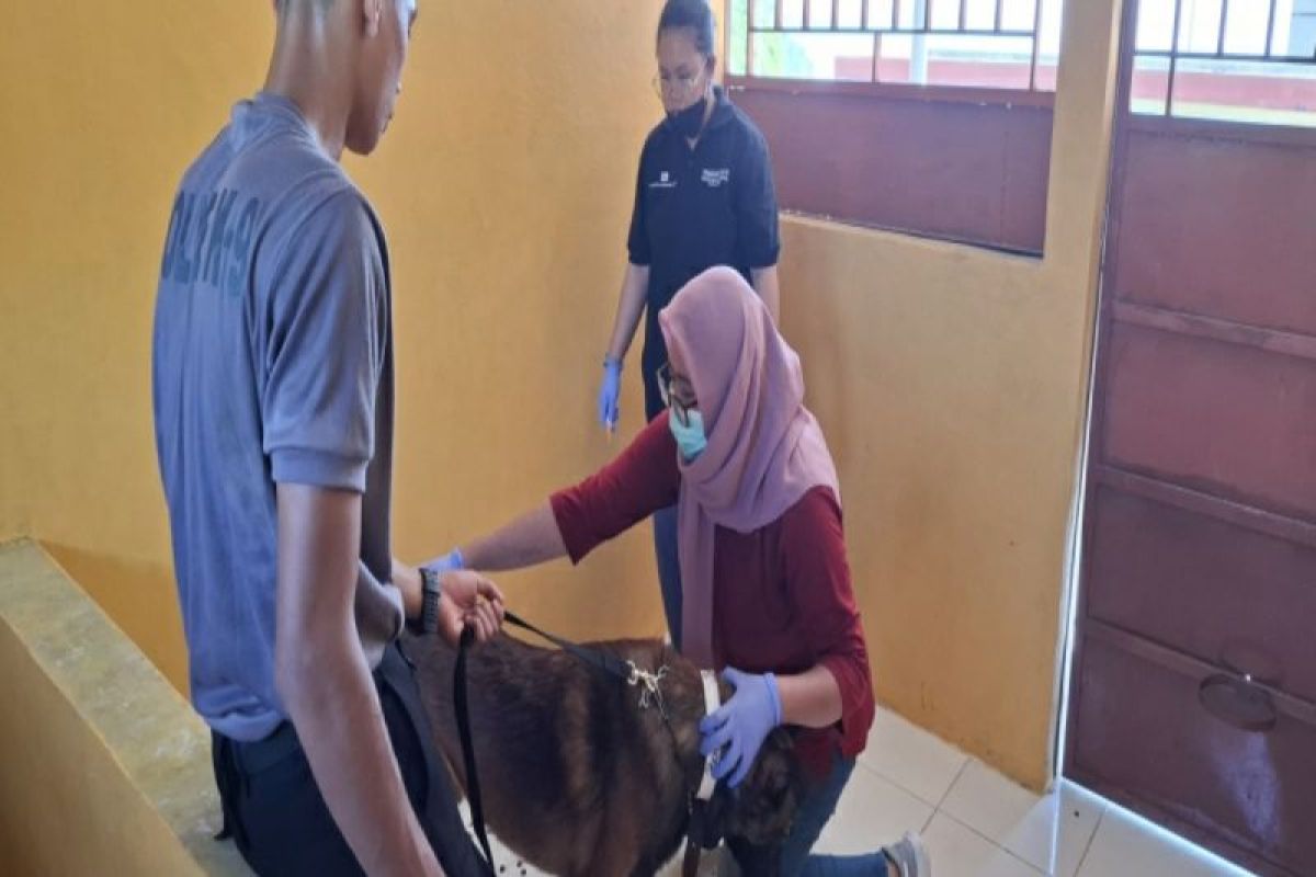 Tim dokter hewan Dinas TPHP periksa kesehatan terhadap anjing K9 Polda Sulbar