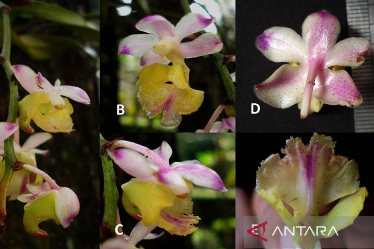 Peneliti BRIN temukan anggrek spesies baru endemik Indonesia