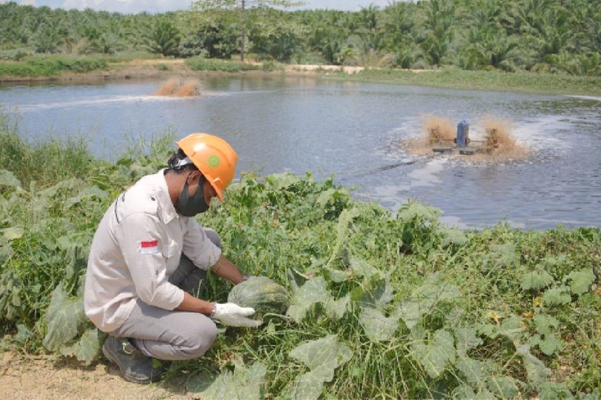 PT GMM olah limbah sawit jadi pupuk