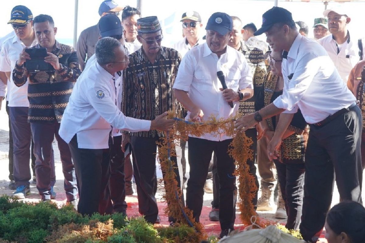 KKP memacu produktivitas budi daya rumput laut di pulau terluar