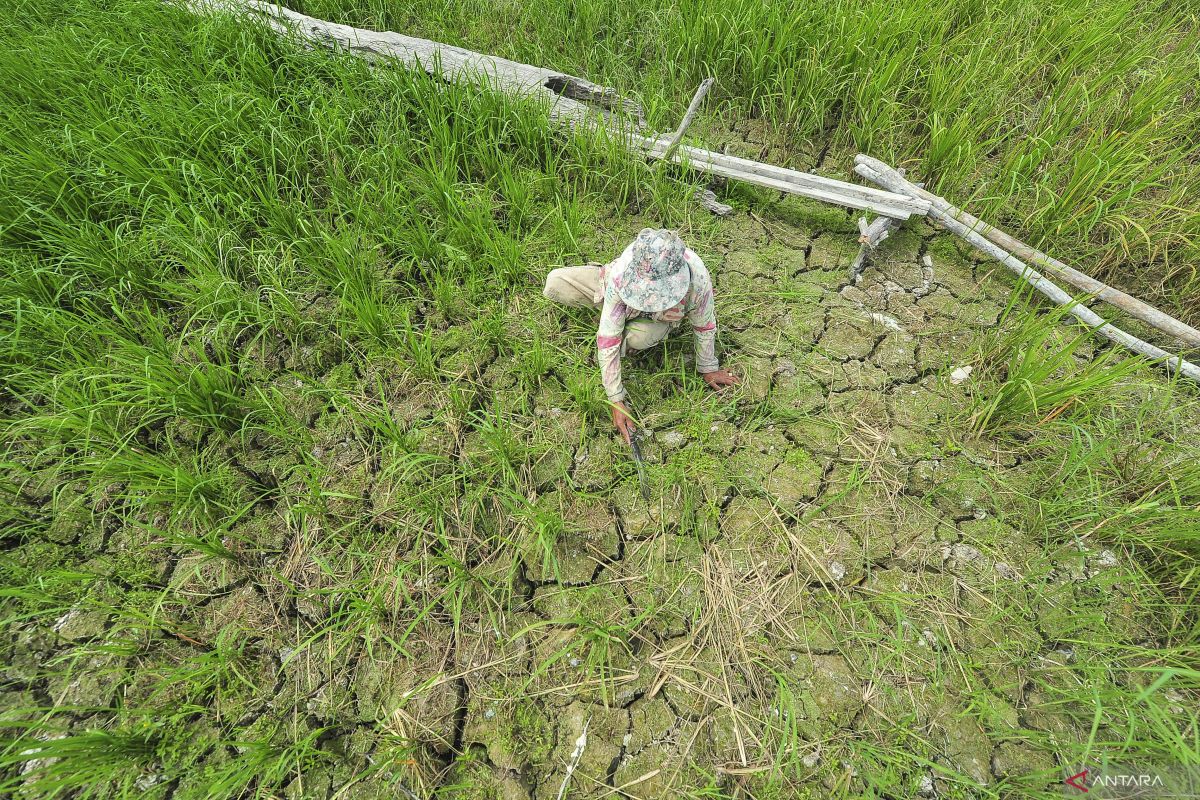 Bulog Siapkan Strategi Mitigasi Menghadapi Risiko Kekeringan El Niño