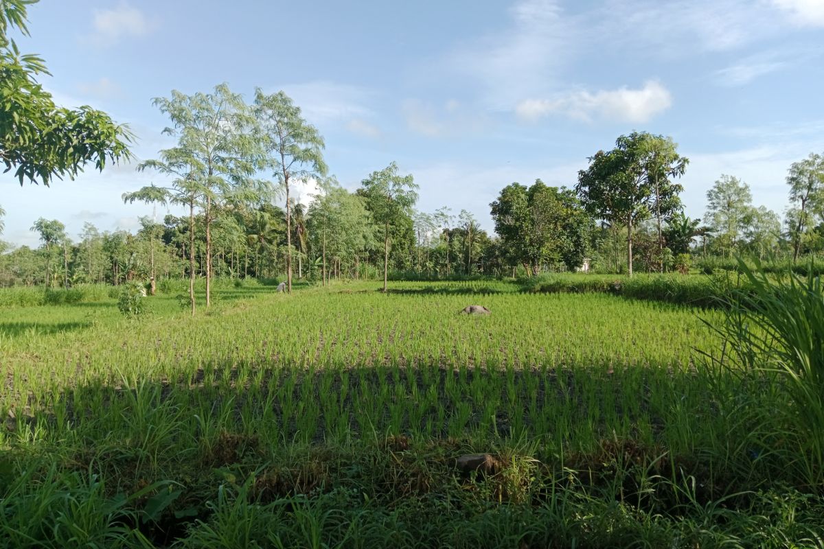 BPN mulai bagikan sertifikat tanah Program PTSL di Lombok Tengah