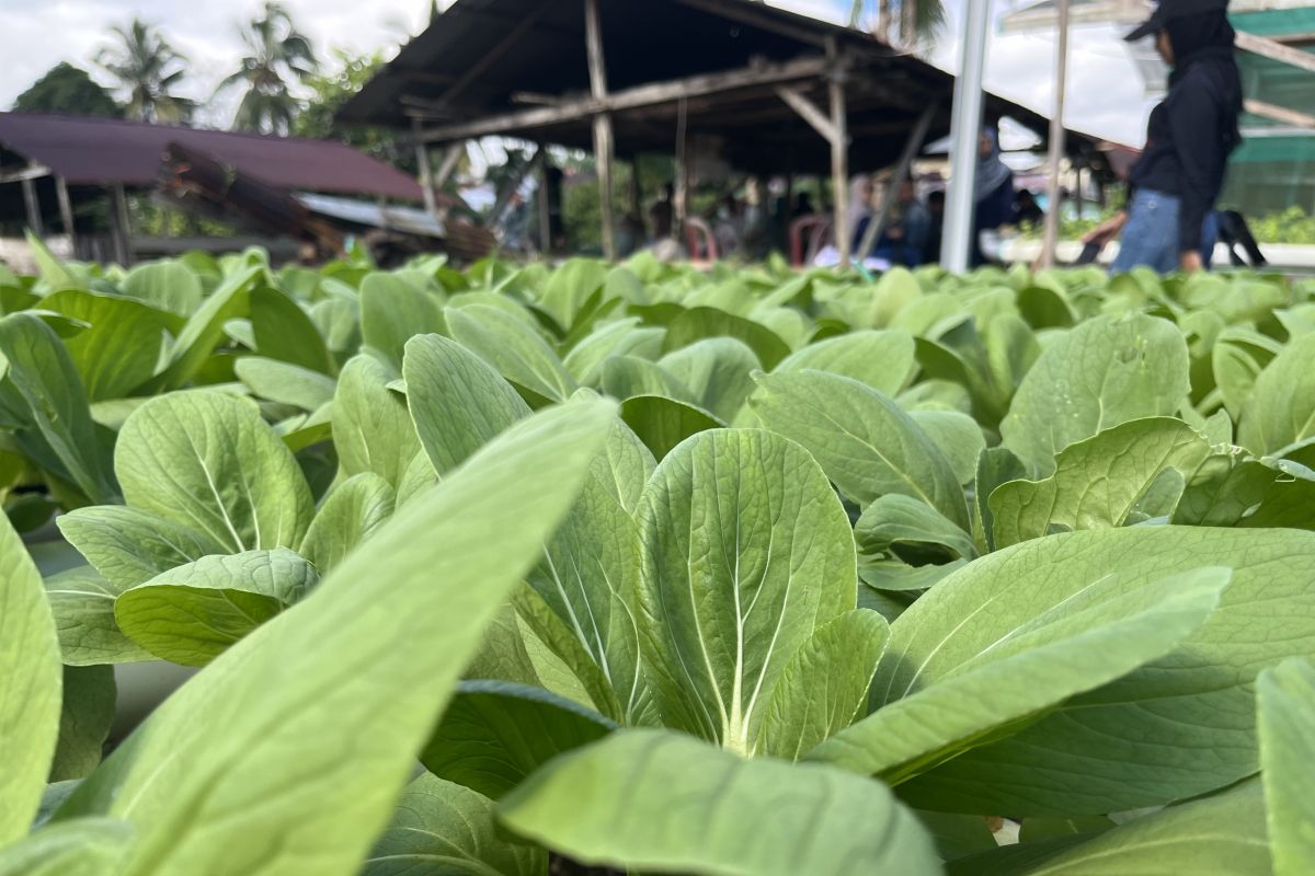 Pertamina IT Wayame  Ambon berdayakan kelompok tani Subur lewat program TJSL