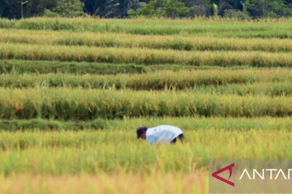 Sawah 8.975 hektare di Purwakarta diasuransikan