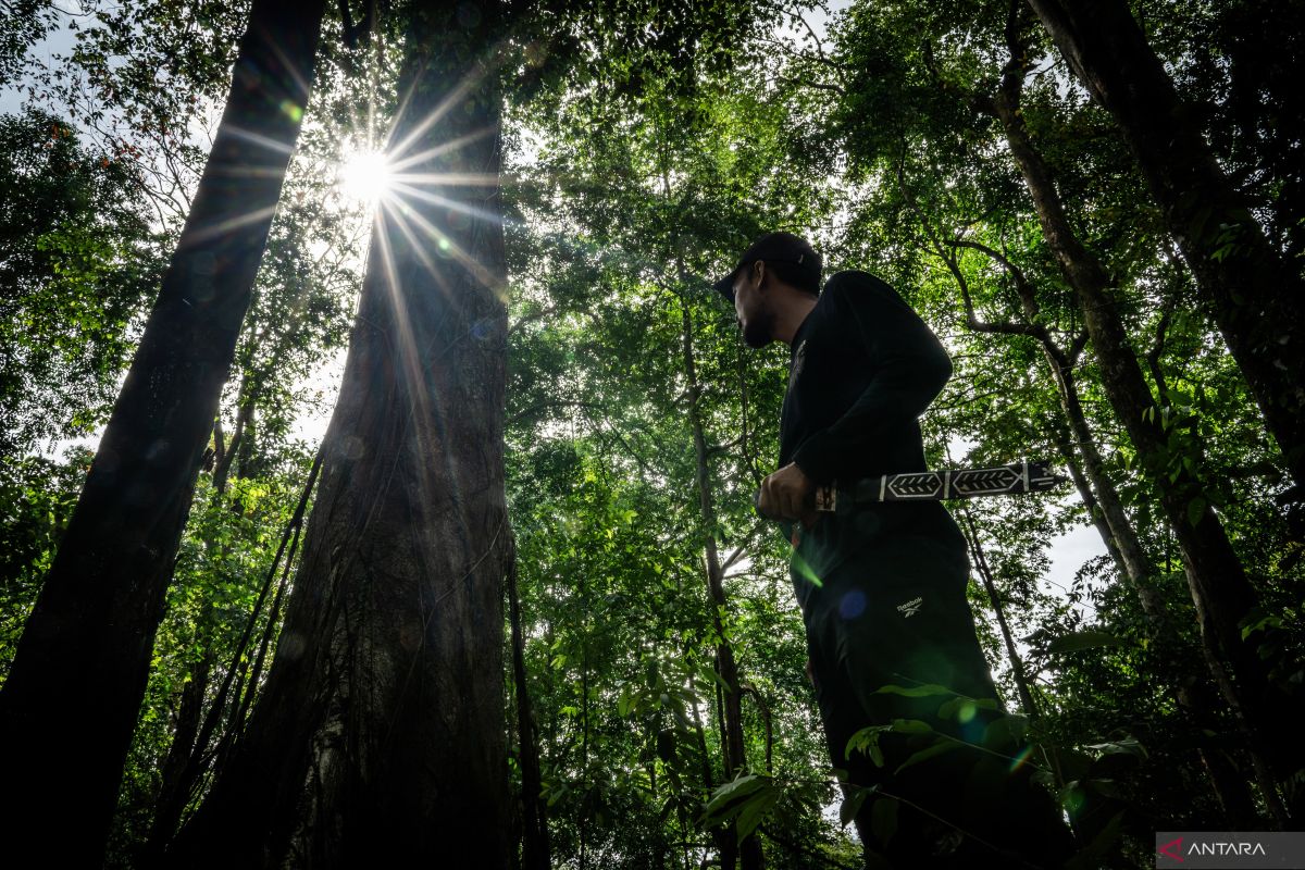 Rencana Indonesia untuk Menggunakan Hutan Lindung untuk Keamanan Pangan dan Energi