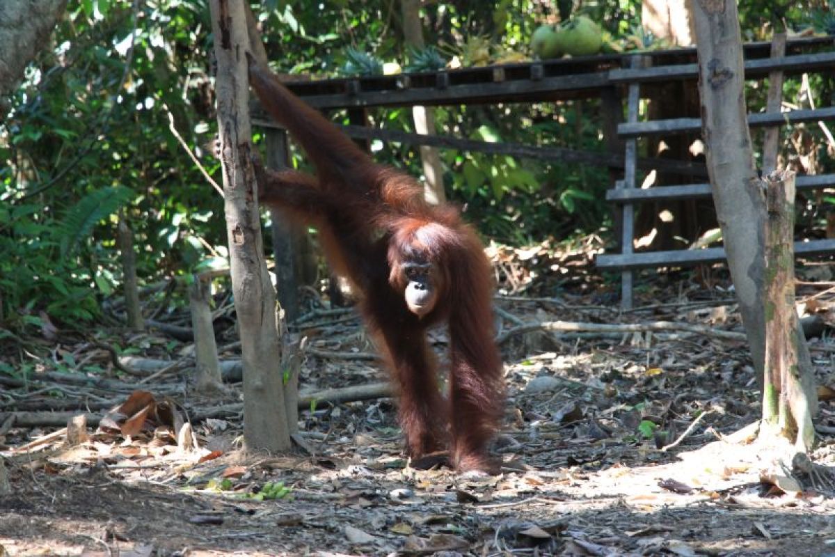 BOS sebut 300 orang utan menunggu pelepasliaran