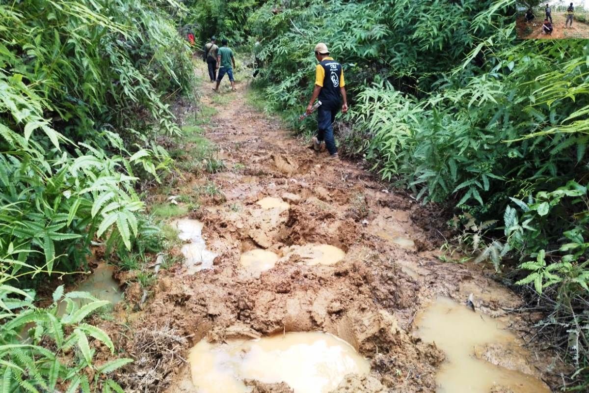 BPBD Aceh Barat dan BKSDA halau gajah ke hutan cegah kerusakan kebun