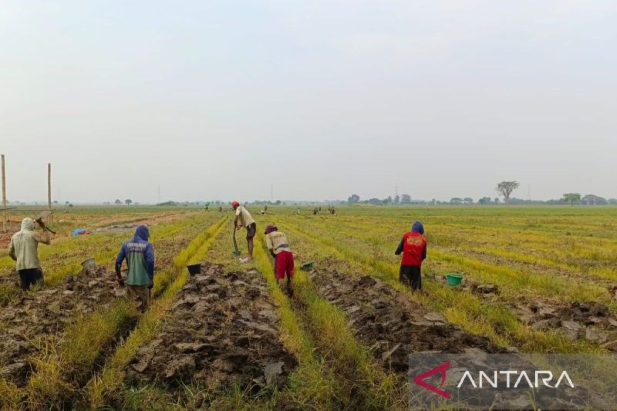 Korem 051/Wijayakarta kembangkan pertanian berkelanjutan lahan perkotaan di Bekasi