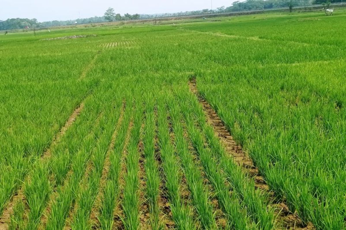 Dinas Pertanian Lebak ajak petani ambil asuransi tani