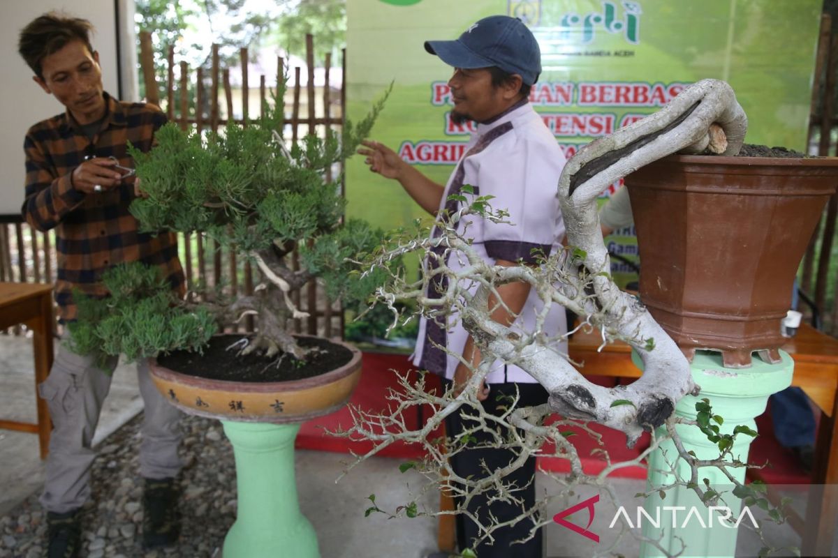 Pemkot ajak warga Banda Aceh kembangkan industri bonsai