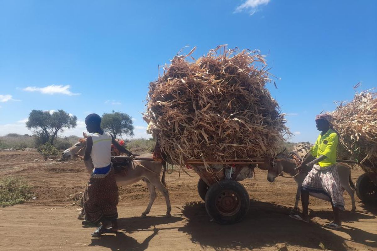 PBB alokasikan 28,6 juta dolar AS untuk bantuan kemanusiaan di Somalia