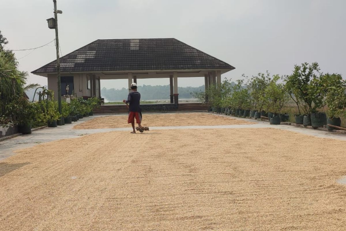 Akibat hama wereng, produksi gabah panen di Lebak turun