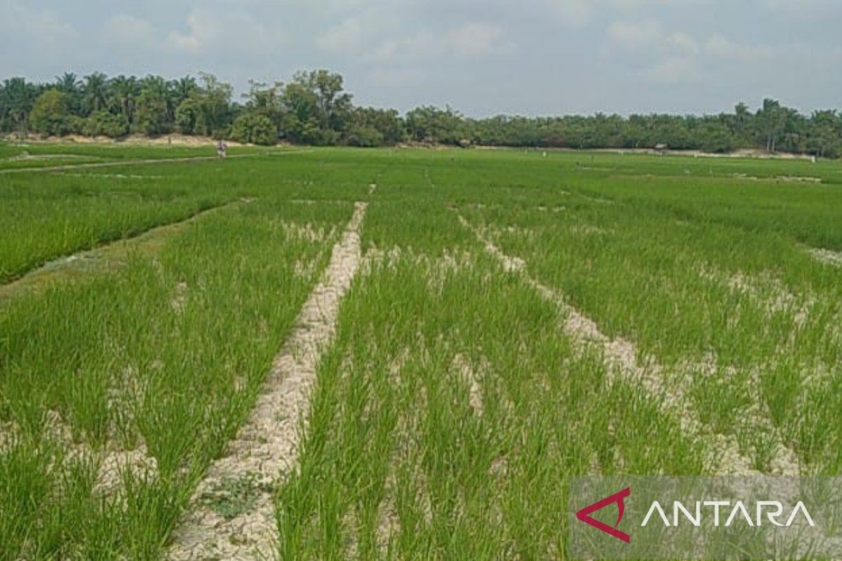 Pemkab Batanghari terima bantuan pompa air atasi kekeringan