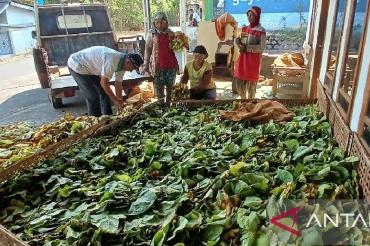 Petani tembakau Kediri sebut kemarau panjang pengaruhi produksi