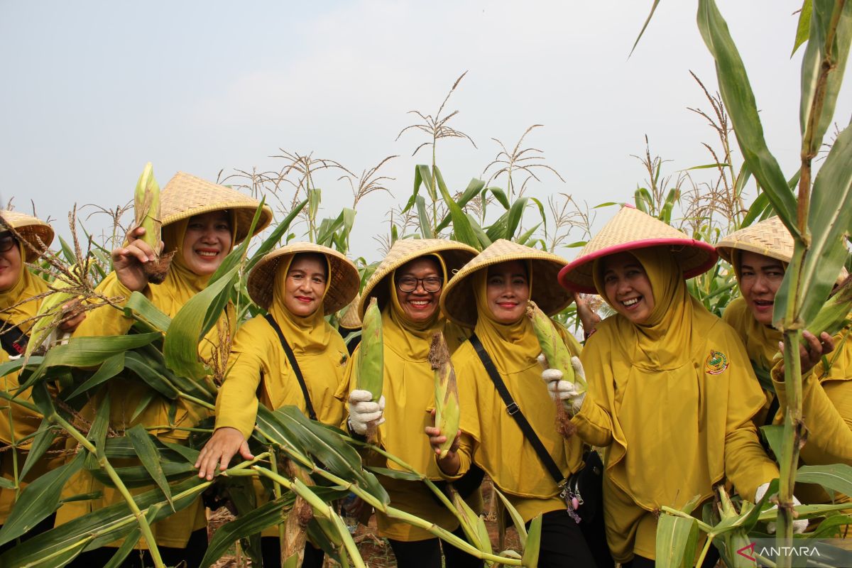 Kodim 0509/Kabupaten Bekasi panen jagung dukung program ketahanan pangan