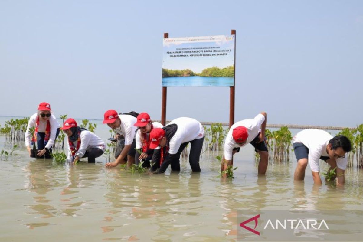 AHM tanam ribuan mangrove perkuat mitigasi perubahan iklim