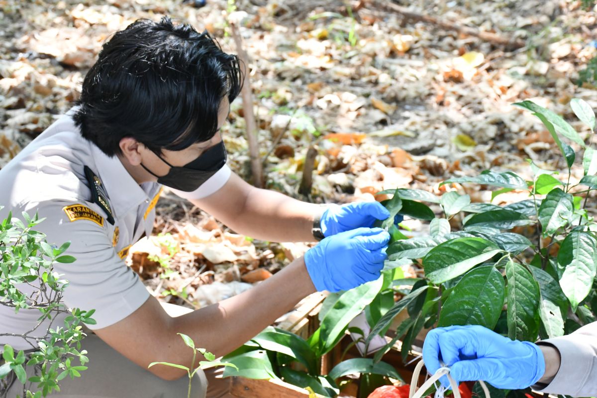 Barantin periksa 4.000 tanaman herbal untuk TSTH2 Humbang Hasundutan