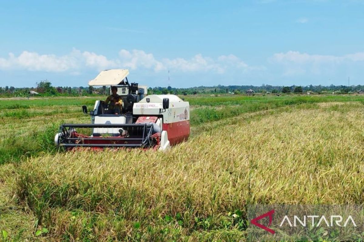 Petani di Desa Batubetumpang mulai panen padi perdana