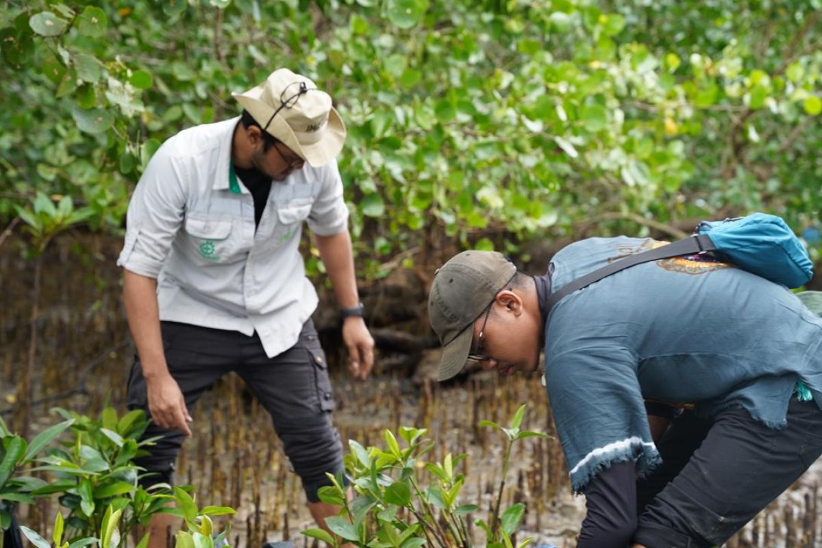 Peduli lingkungan, IMIP kembali tanam 3.000 Mangrove