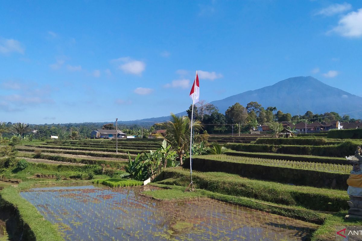 Cara petani di Tabanan berhemat air dan bertani organik