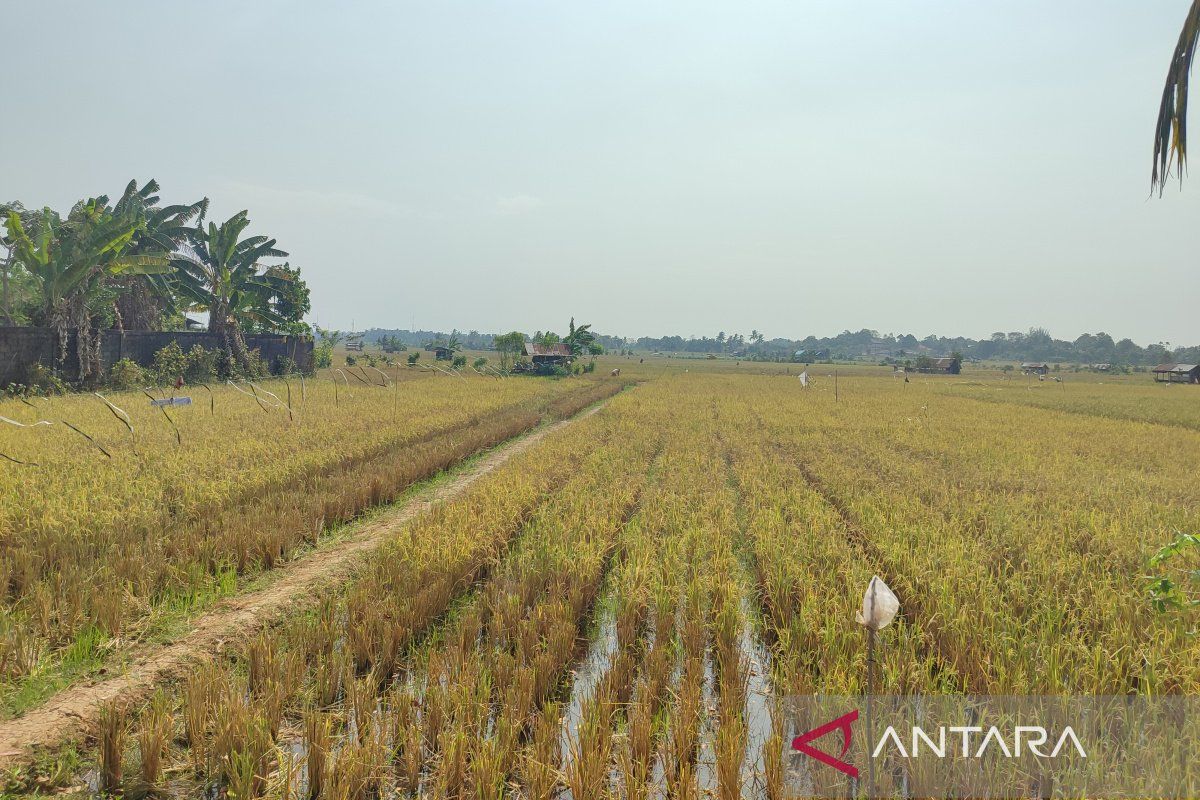 Penyaluran pupuk subsidi di Bengkulu capai 27.356,16 ton