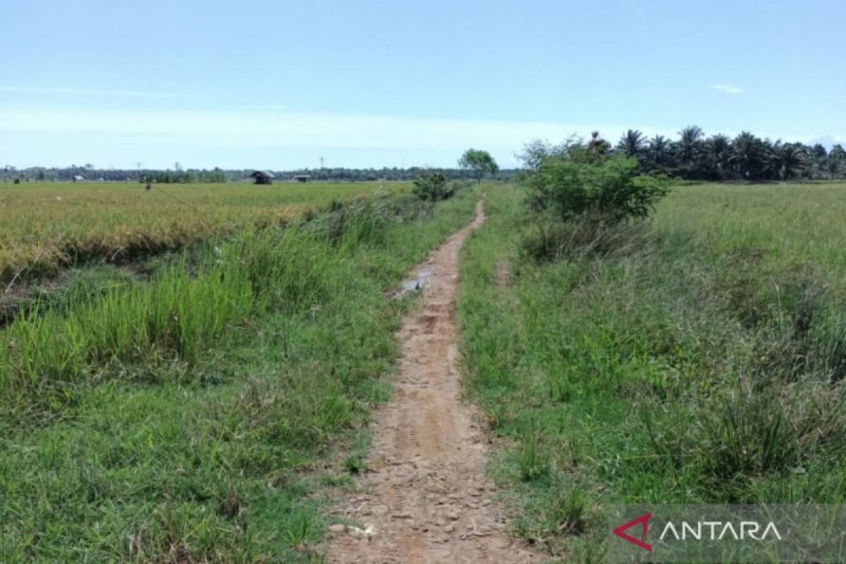 Distan Mukomuko target pembangunan jalan usaha tani tuntas September