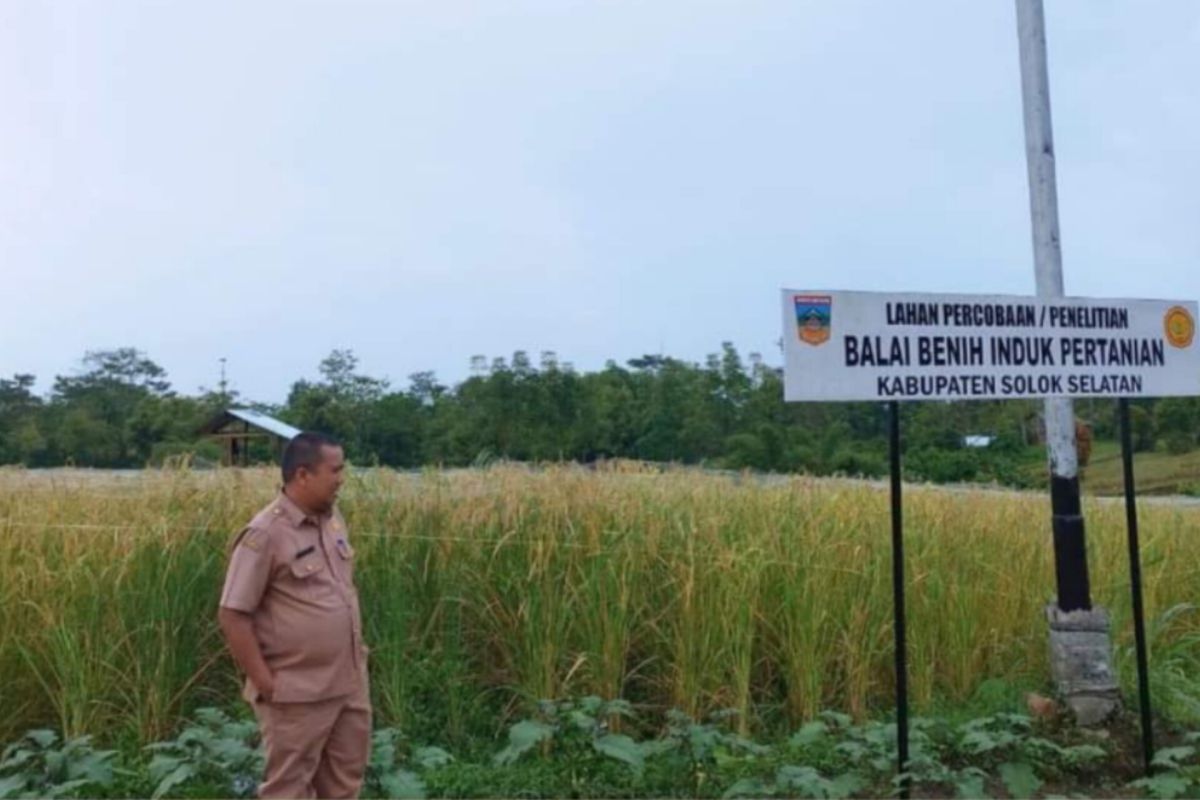 Solok Selatan siapkan bibit beras merah