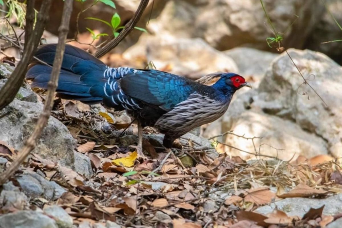 Beberapa spesies burung pegar liar langka di Pakistan terancam punah