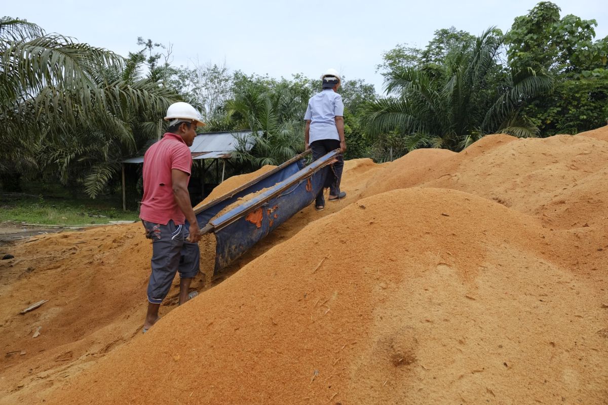 PLTU Ombilin libatkan masyarakat sediakan limbah serbuk kayu