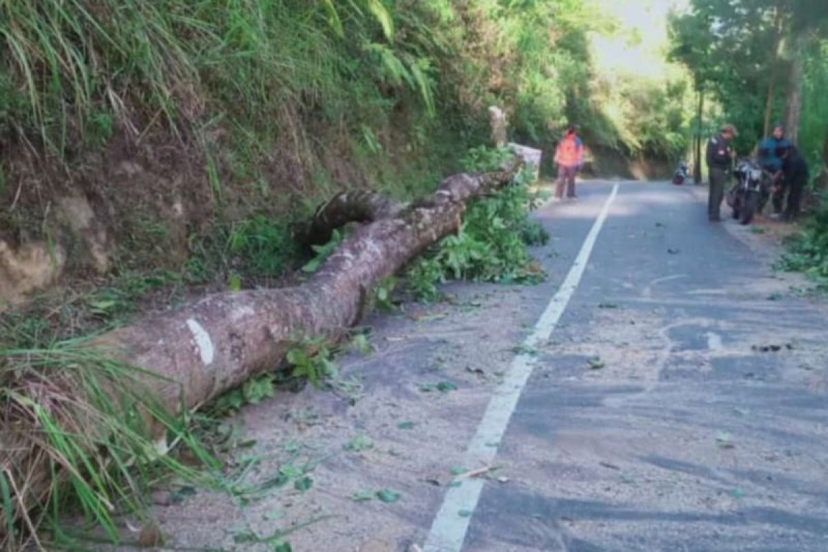 Angin kencang sebabkan empat bangunan rusak dan pohon tumbang di Desa Ngadas