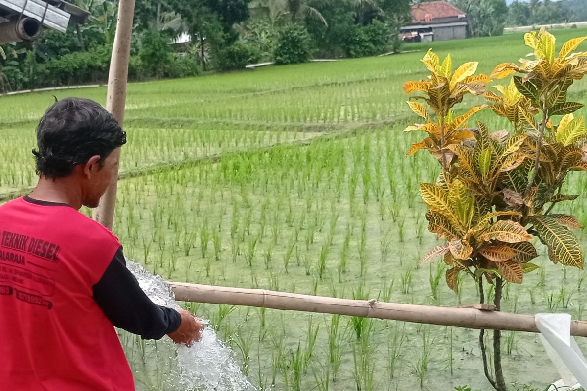 Kebutuhan pupuk bersubsidi di Lebak disebut Kelompok Tani relatif cukup