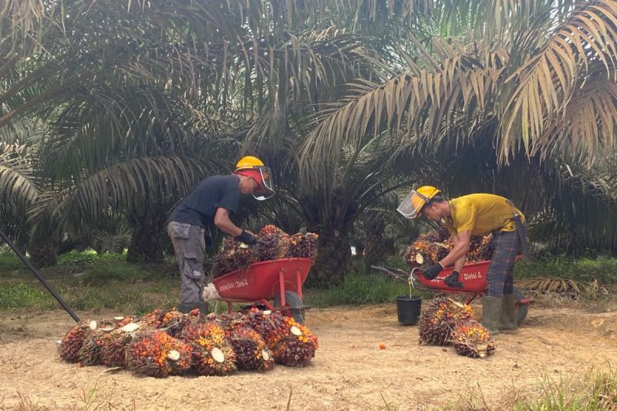 Dinas TPHP tetapkan harga jual TBS di Bengkulu Rp2.600 per kg