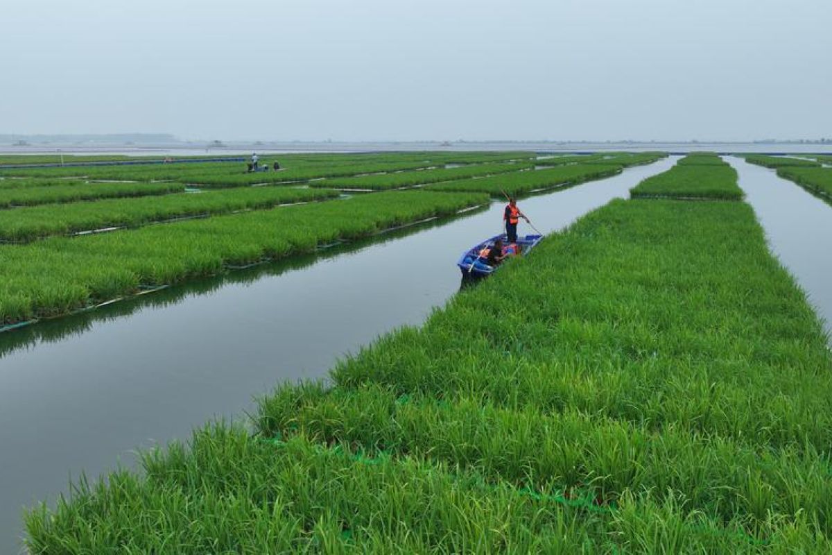 China manfaatkan area bekas tambang batu bara untuk tanam padi